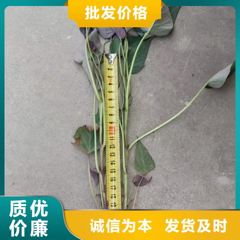 脱毒紫薯苗（济黑品种）剪苗