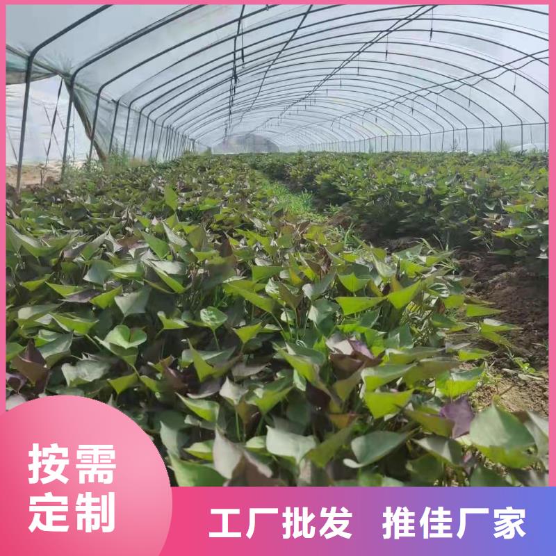 专业信赖厂家紫薯苗红薯粉一站式供应