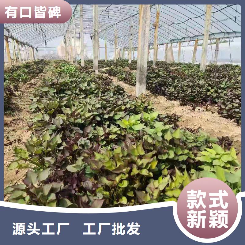 胡萝卜粉视频-胡萝卜粉|湖南省永州市|祁阳|双牌|娄底|常德|湘西|株洲|益阳