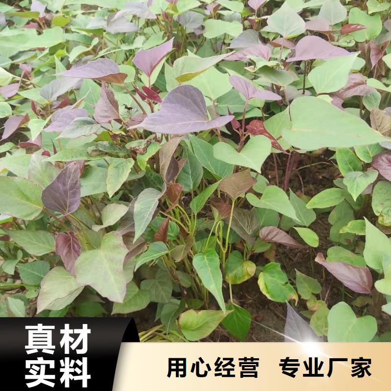 紫甘薯苗种植方法