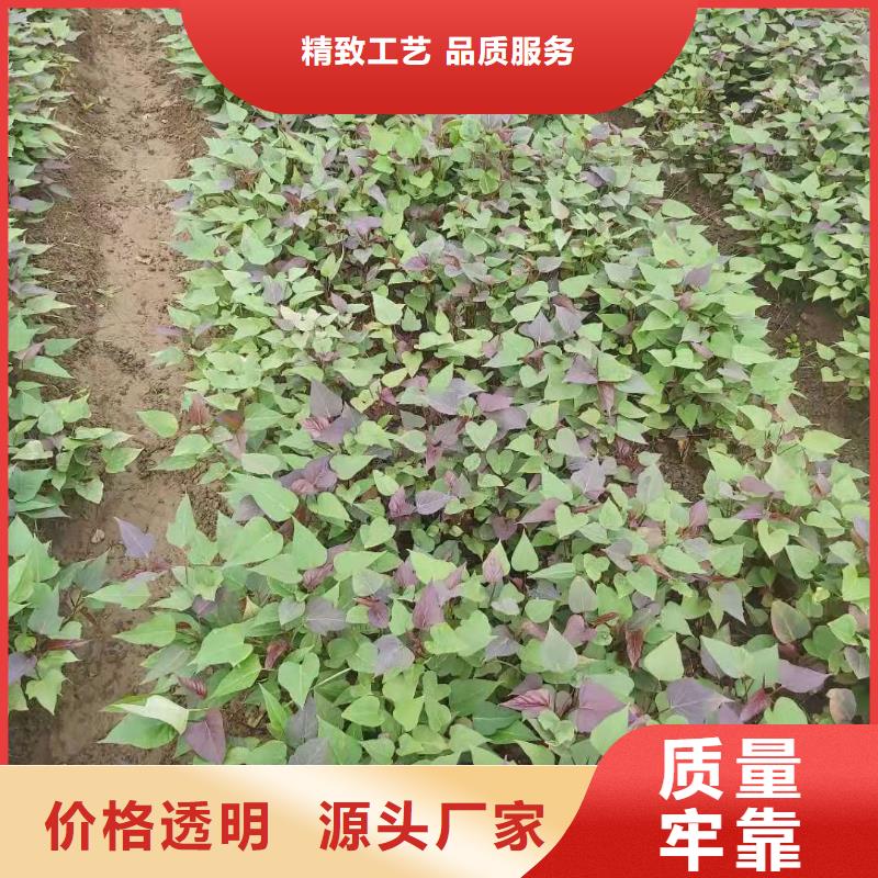 高剪脱毒普薯32号苗子批发零售