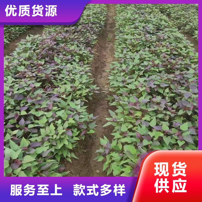 高产脱毒紫薯苗（凌紫品种）选山东乐农紫老大