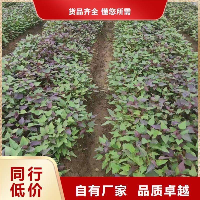 【 紫薯苗-红薯粉定制速度快工期短】由乐农为您