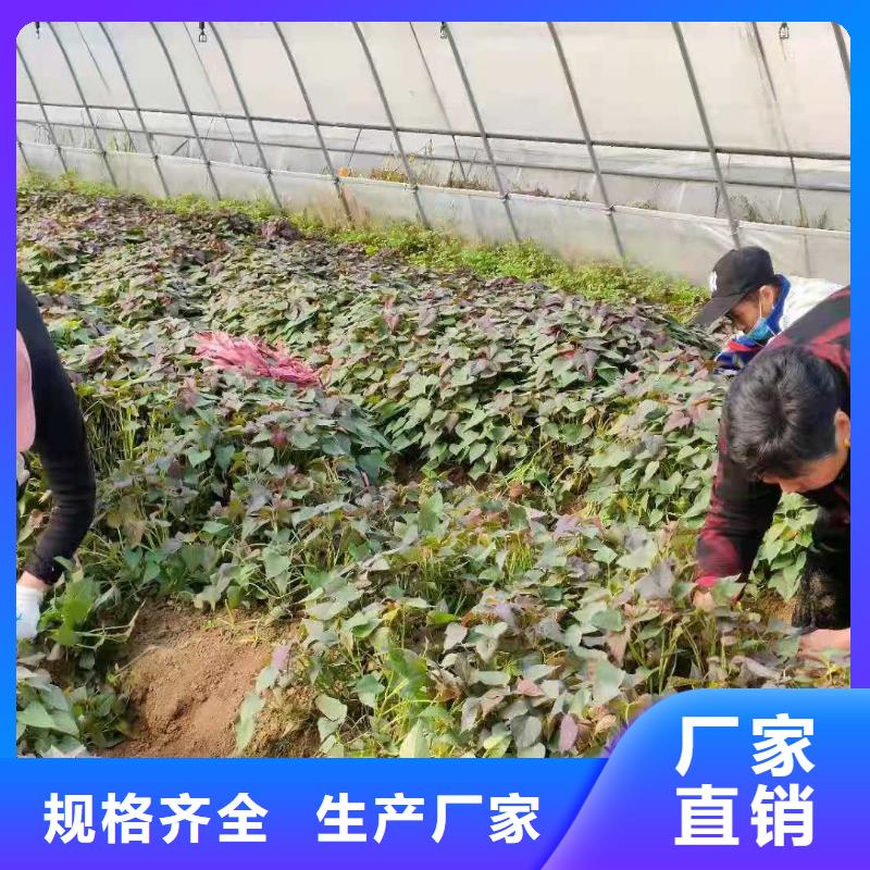 麦茬济黑2号苗销售价格