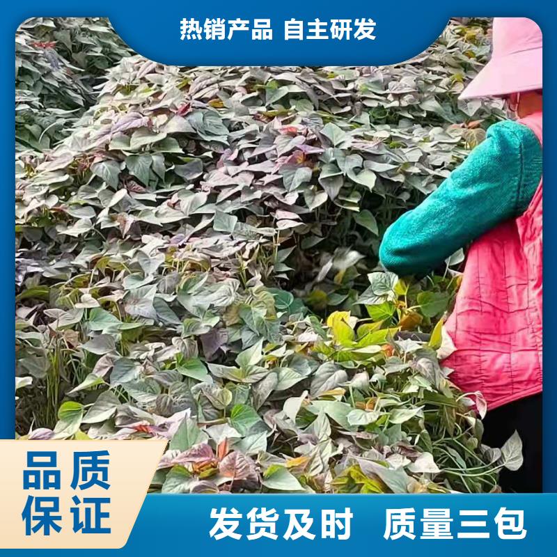 济黑1号紫薯苗品种纯正