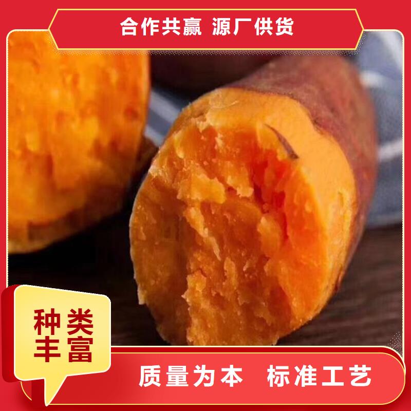 高产脱毒紫薯苗（凌紫品种）基地种植