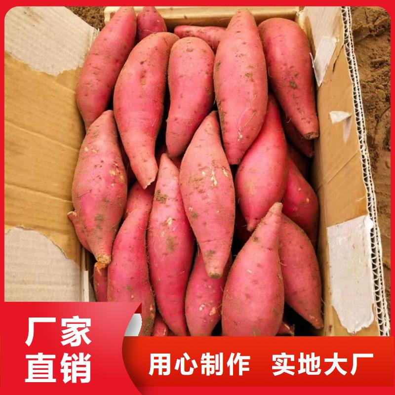 紫薯苗（济黑2号）电话