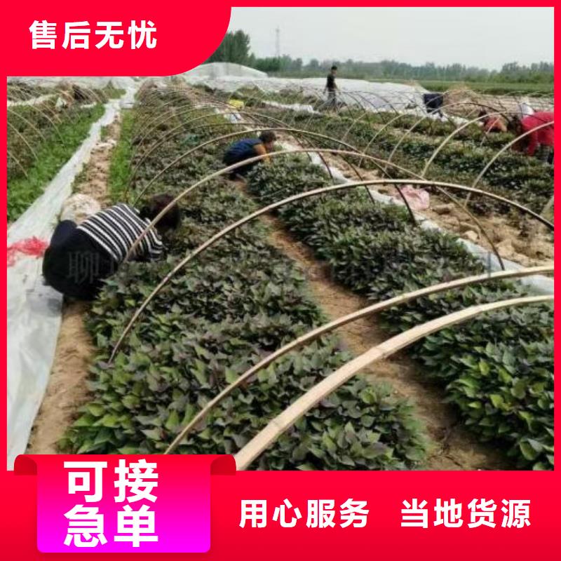 【 紫薯苗-红薯粉定制速度快工期短】由乐农为您