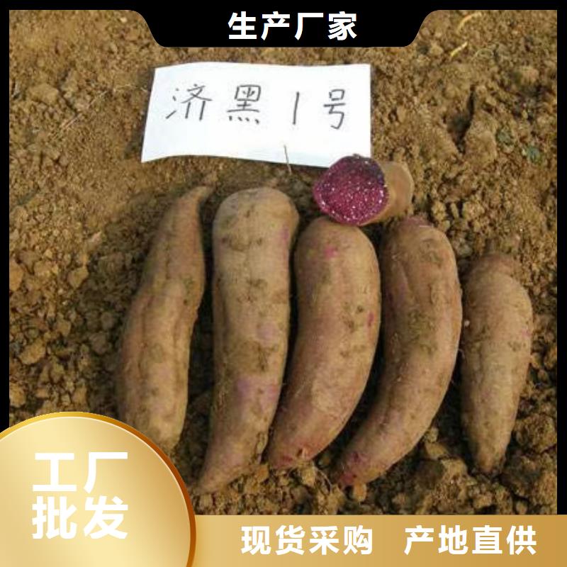 麦茬济黑2号苗品种多样