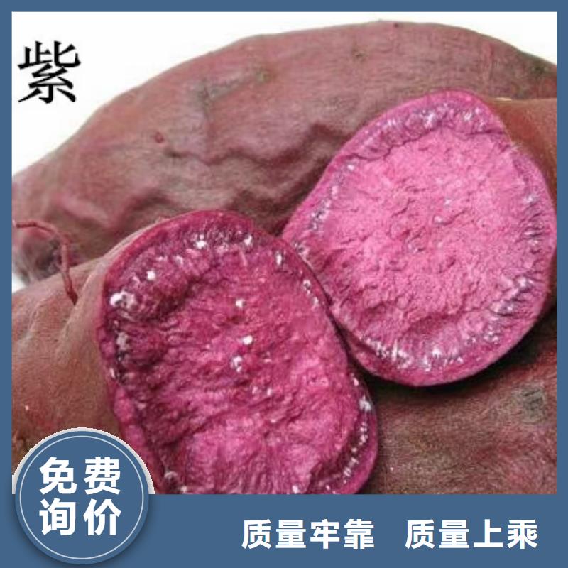 【紫薯苗】_红薯粉源头厂家直销|深泽|藁城|衡水|张家口|保定|唐山|沧州|邯郸|廊坊qy55.com
