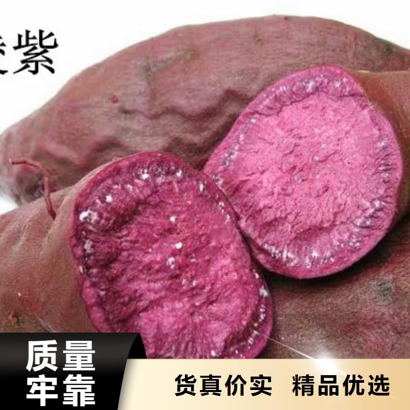 高产脱毒紫薯苗（凌紫品种）选择我们没错