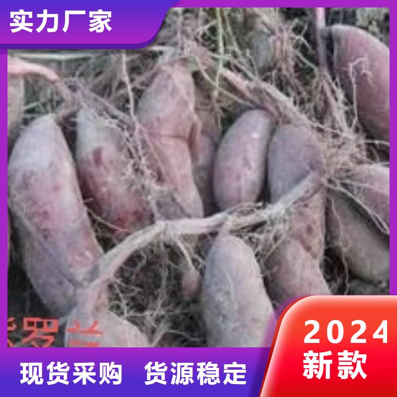 高剪脱毒普薯32号苗子批发零售