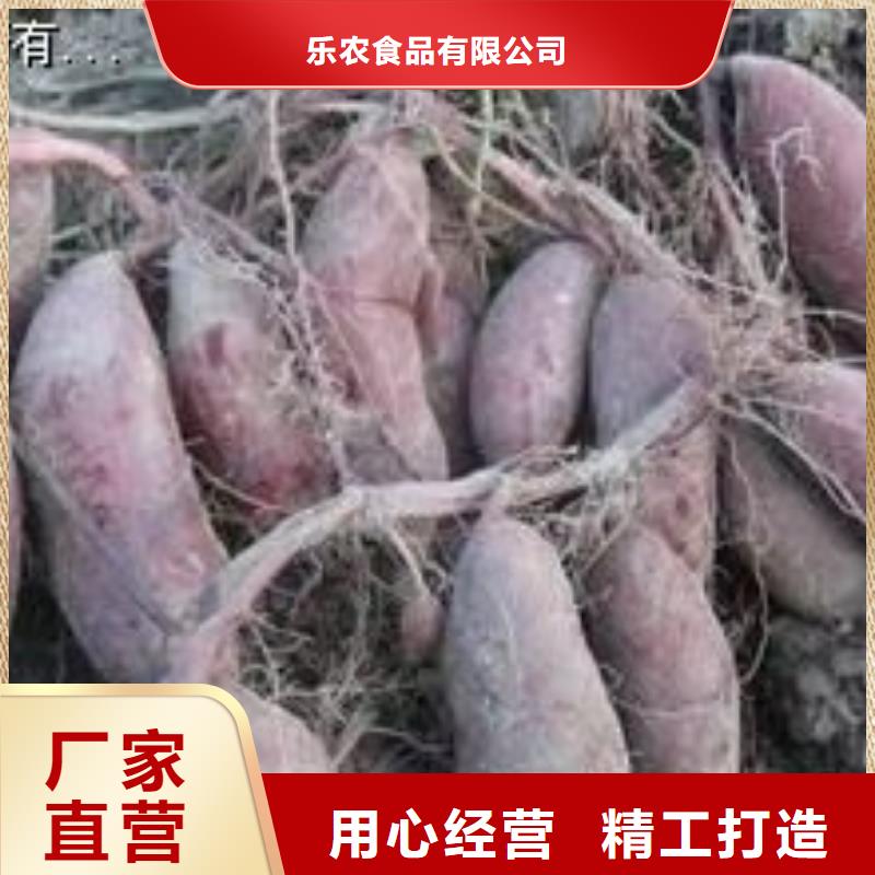 济黑2号紫薯苗质优价廉