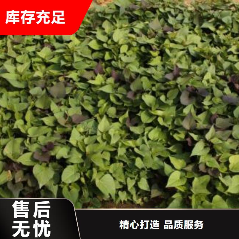 紫薯种苗种植厂家