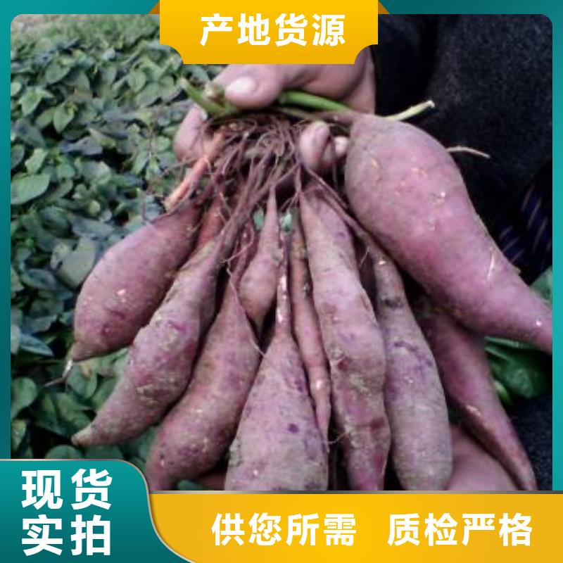 高产脱毒紫薯苗（凌紫品种）哪里有批发市场