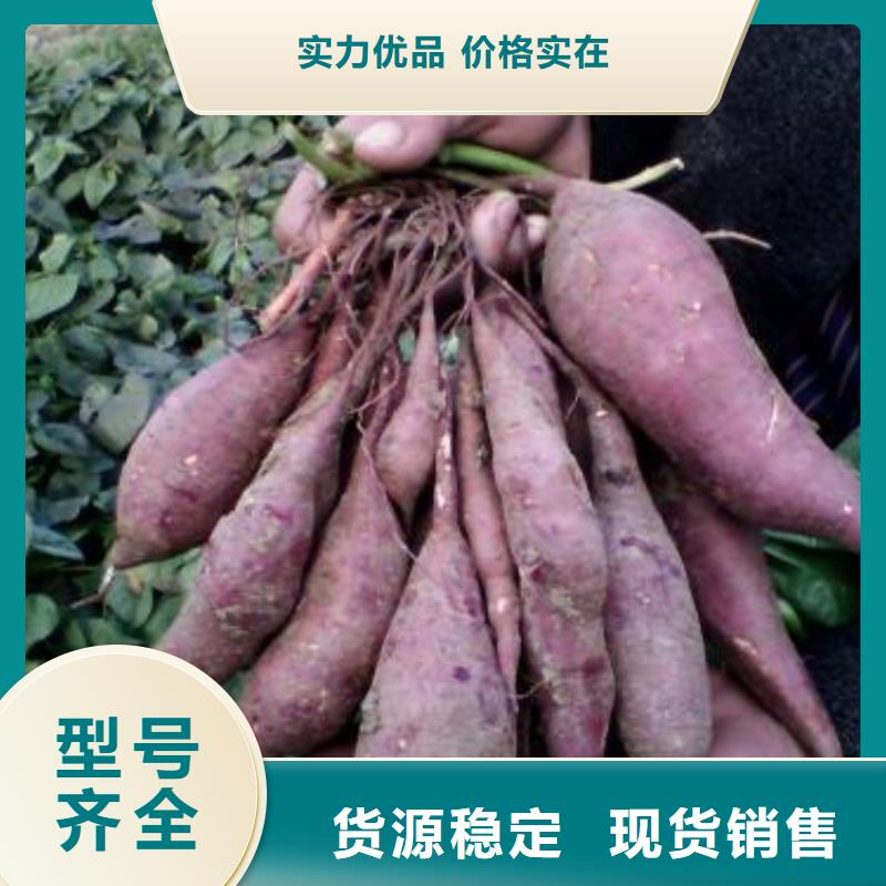 紫薯苗（济黑2号上市）批发零售