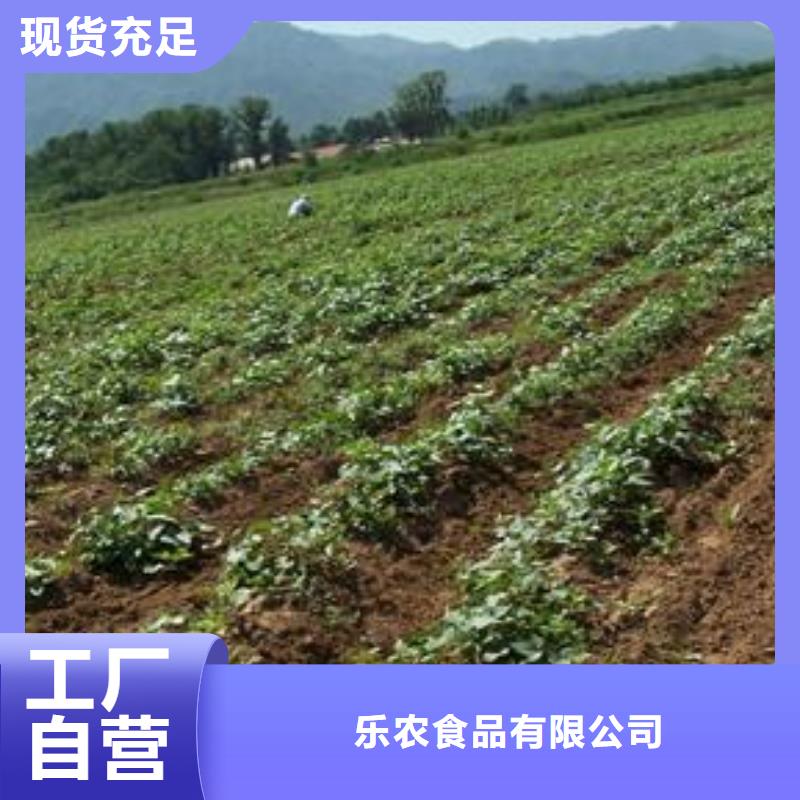 脱毒紫薯苗（济黑品种）麦茬苗