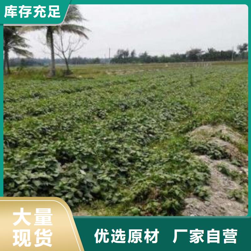 紫薯苗（济黑2号上市）专业指导员