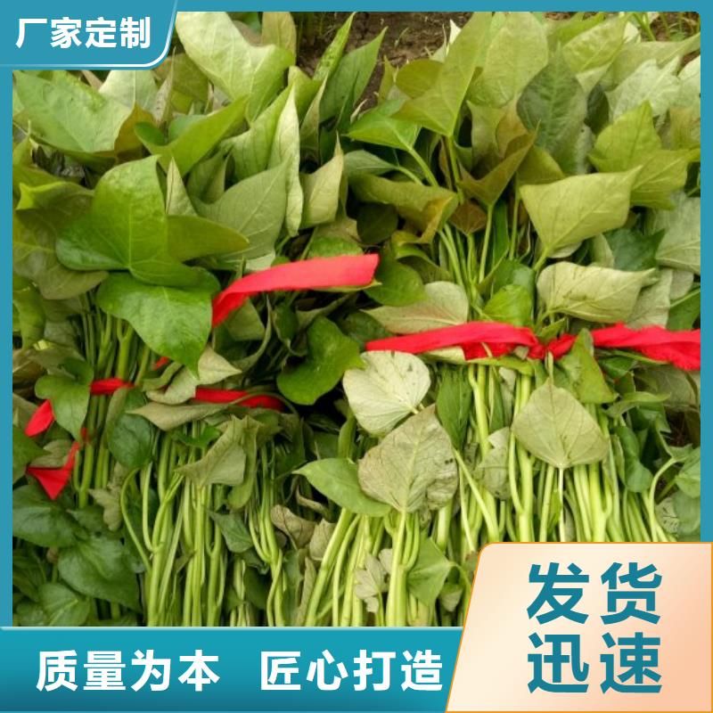 高产脱毒紫薯苗（凌紫品种）欢迎致电