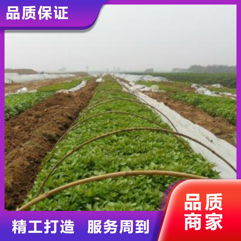 高产脱毒紫薯苗（凌紫品种）选择我们没错