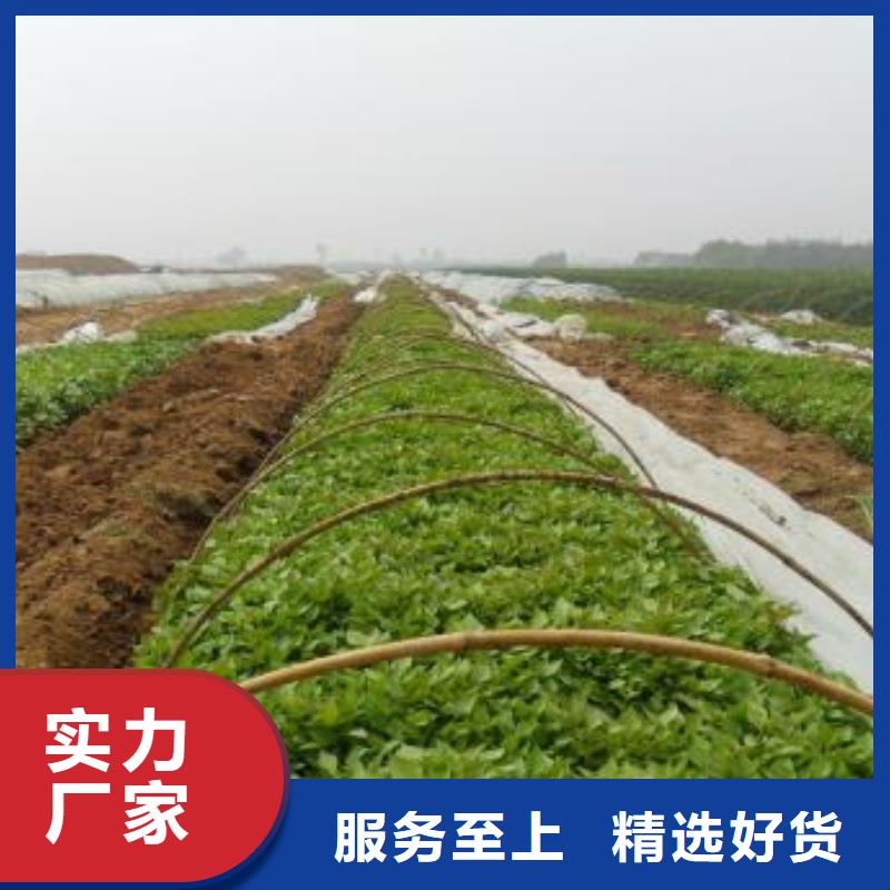 【紫薯苗】_红薯粉源头厂家直销|深泽|藁城|衡水|张家口|保定|唐山|沧州|邯郸|廊坊qy55.com