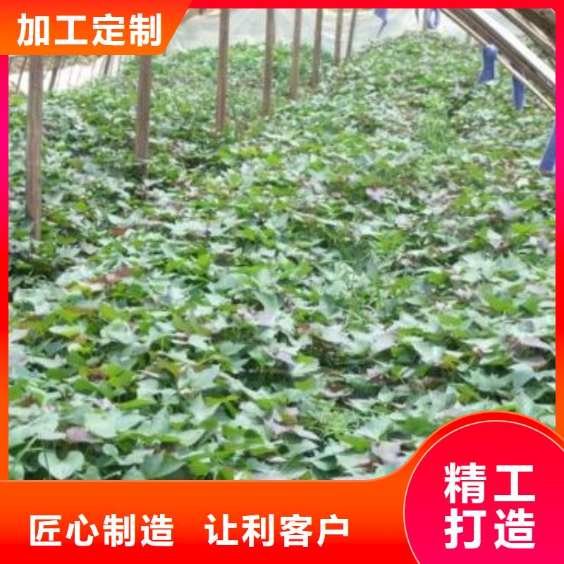 红甘薯苗（高剪苗）量大优惠