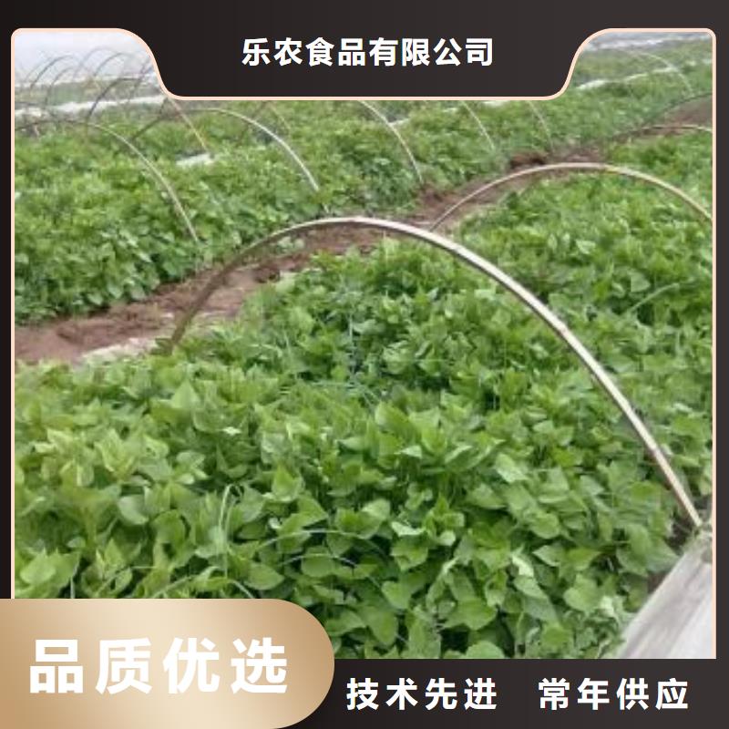 紫薯苗诚信经营
