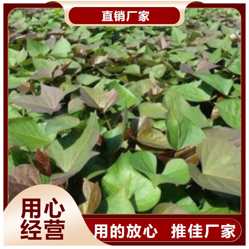 紫薯苗 【紫薯丁】量少也做乐农胡萝卜粉