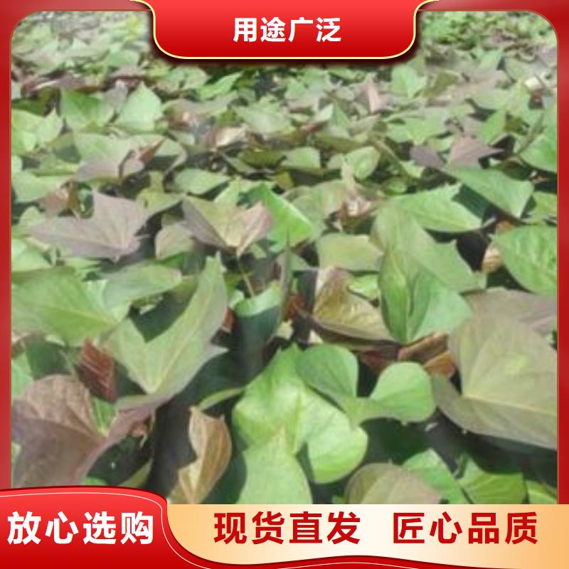 紫薯苗（春薯苗）育苗生产加工一条龙