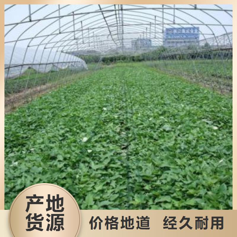 紫罗兰紫薯苗种植时间