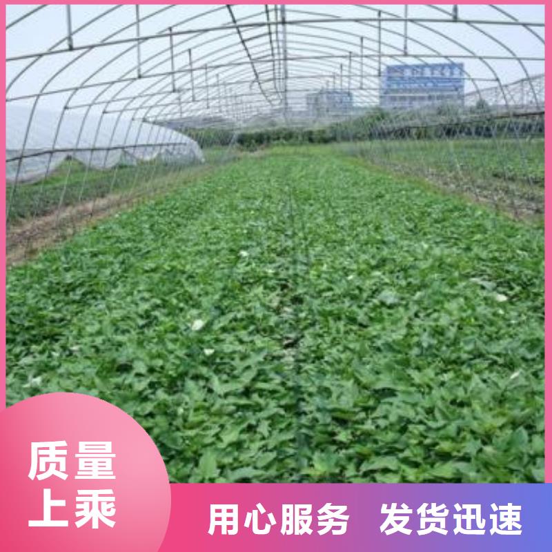 儋州市高产脱毒紫薯苗（凌紫品种）鲜食型