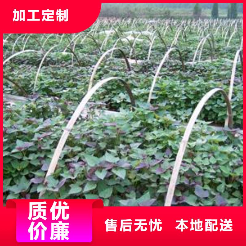 高产脱毒紫薯苗（凌紫品种）欢迎致电