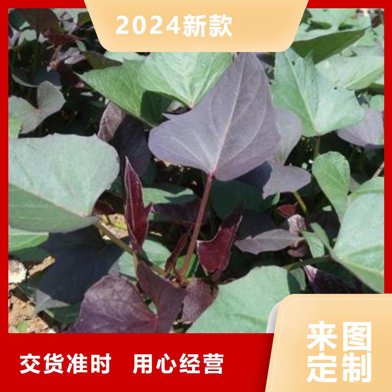 高产脱毒紫薯苗（凌紫品种）选山东乐农紫老大