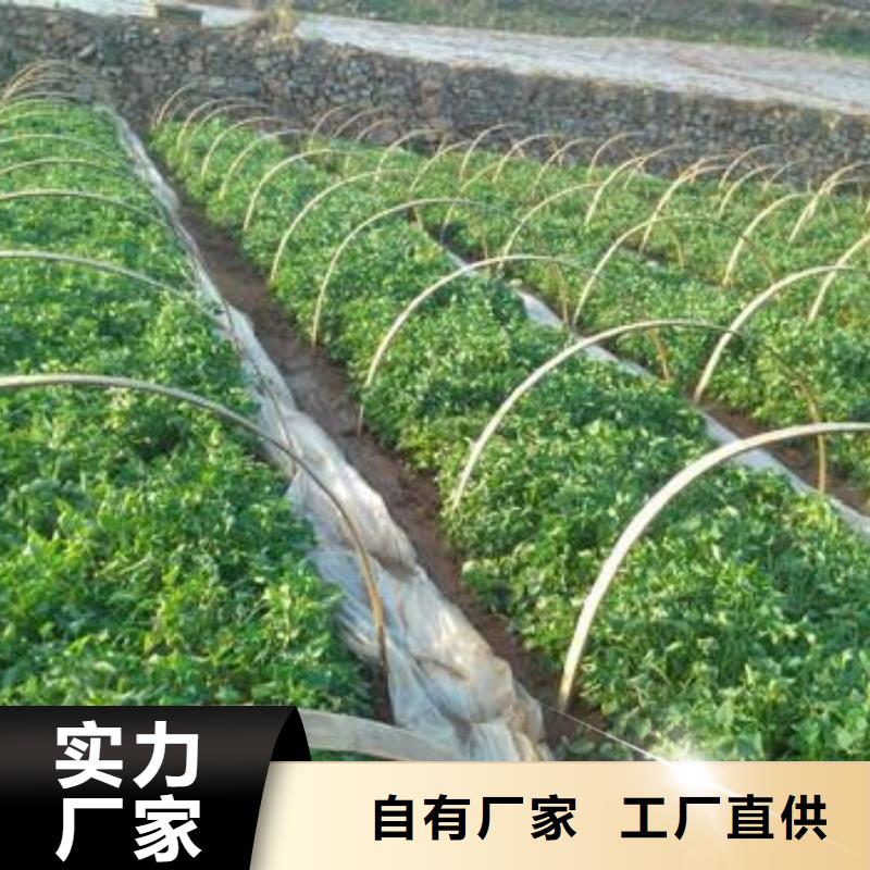 儋州市高产脱毒紫薯苗（凌紫品种）鲜食型