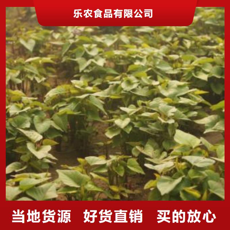 高产脱毒紫薯苗（凌紫品种）市场行情