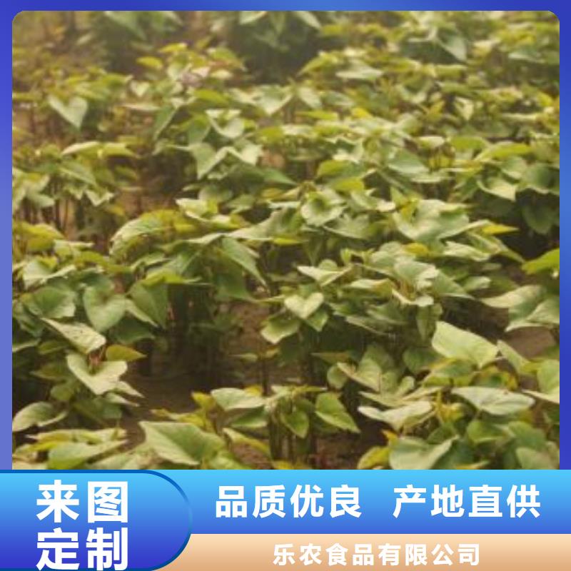 高产脱毒紫薯苗（凌紫品种）供应价格