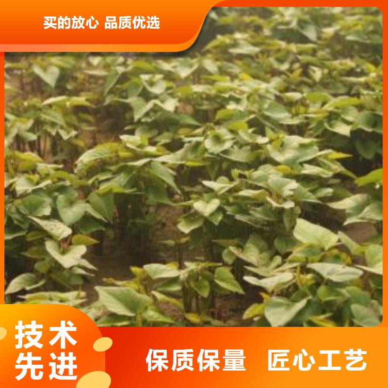 红甘薯苗（高剪苗）怎么种