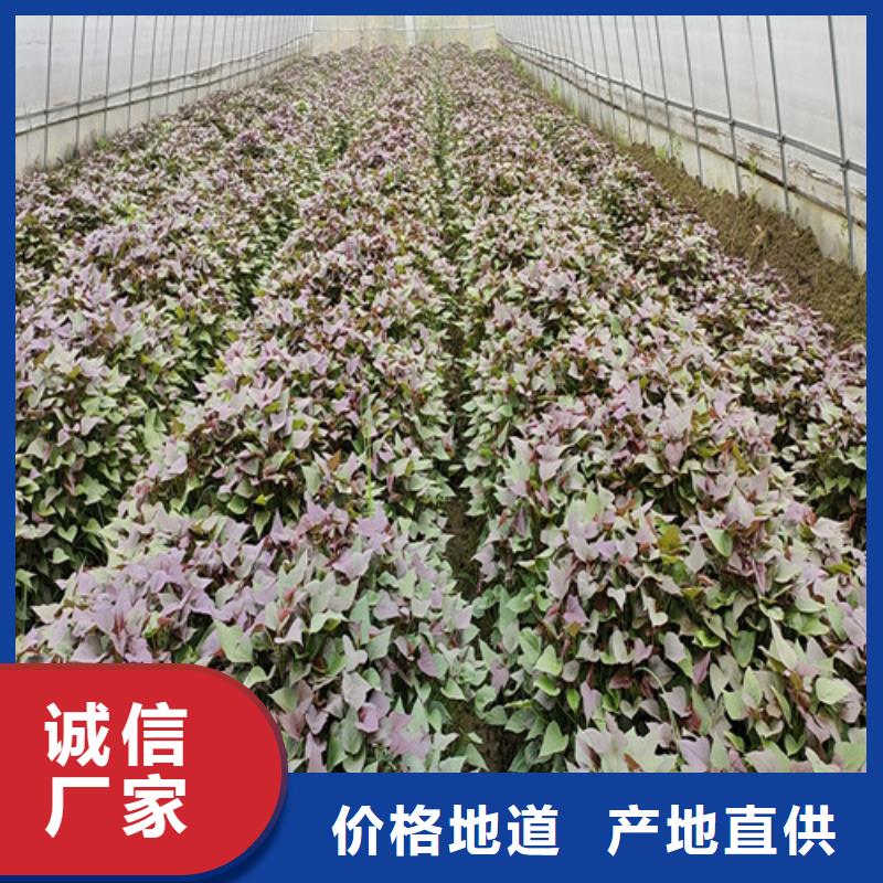 专业信赖厂家紫薯苗红薯粉一站式供应