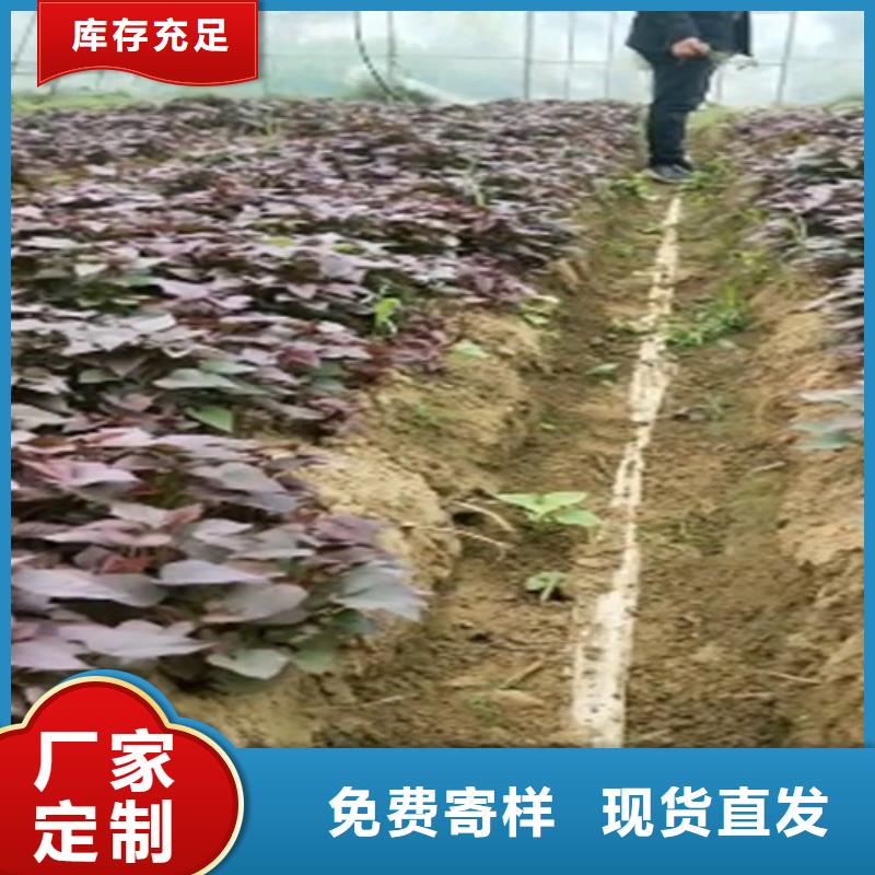 紫红薯苗电话