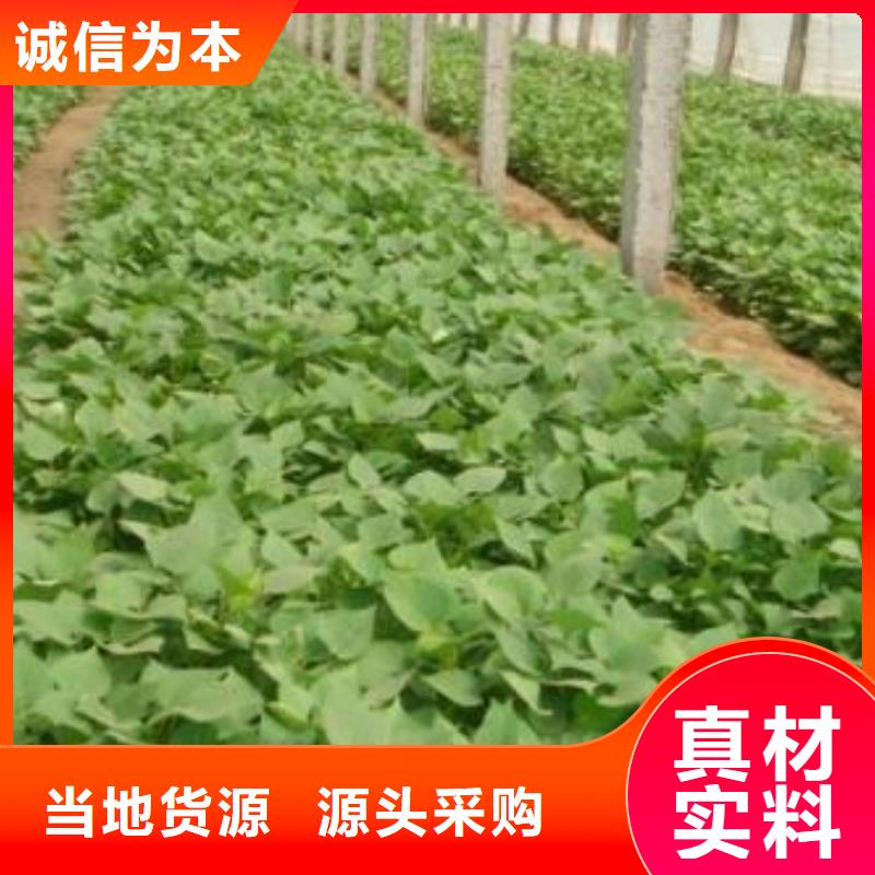 脱毒紫薯苗厂家