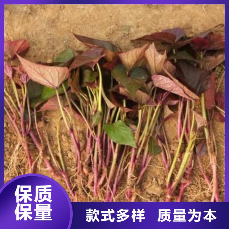 紫甘薯苗种植方法