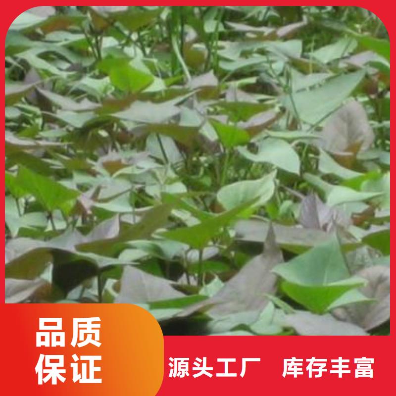 麦茬济黑2号苗量大优惠