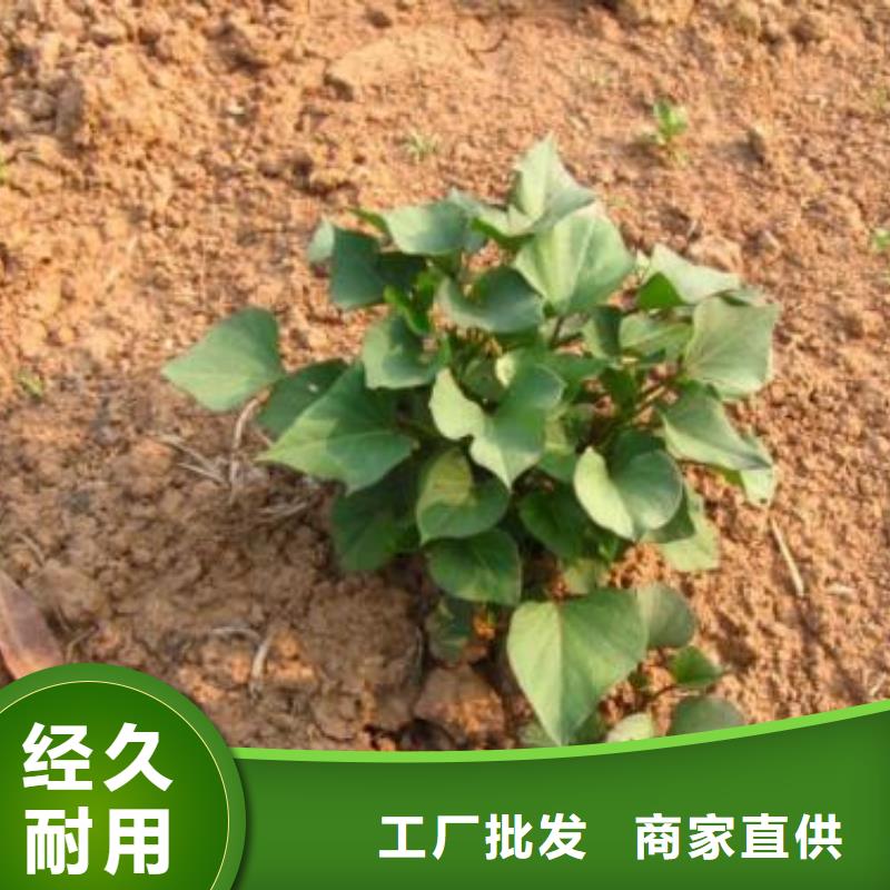 辽宁本地乐农紫薯苗种植基地