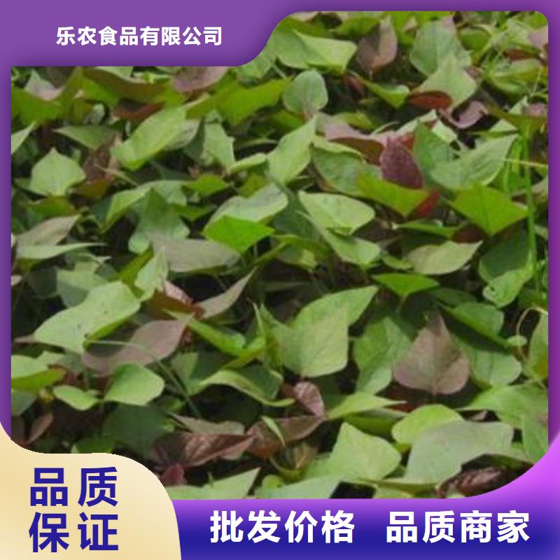 紫地瓜苗子图片