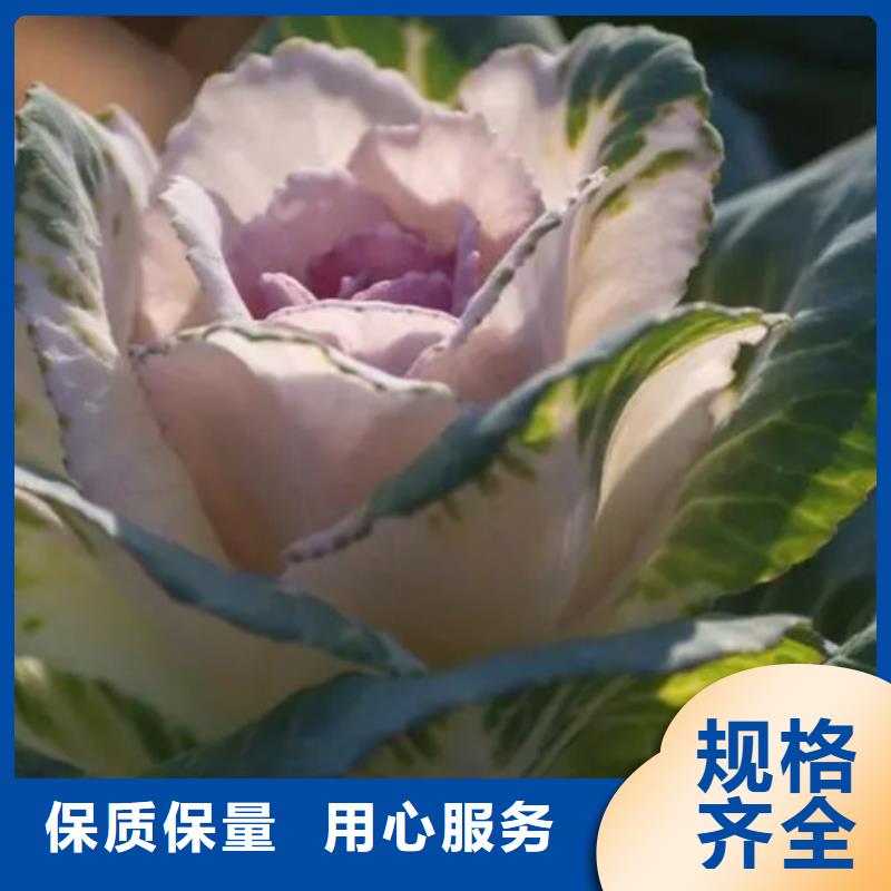甘蓝粉欢迎来厂考察