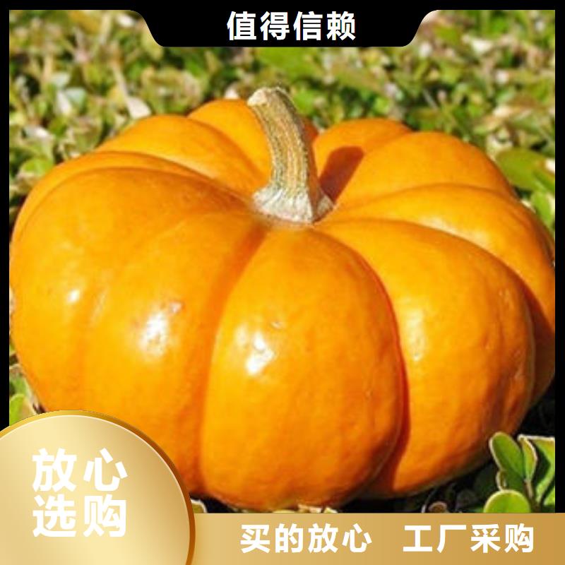 南瓜丁灵芝菌种来电咨询