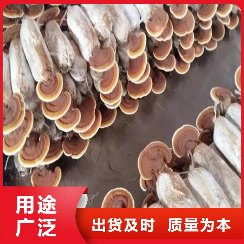 隆化新鲜灵芝厂家价格