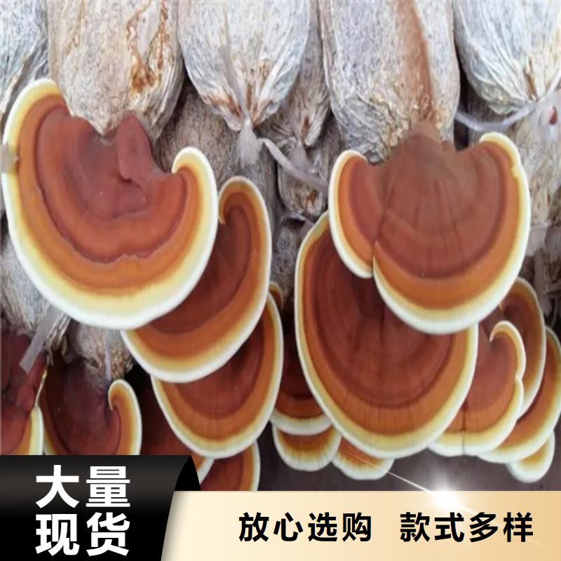 灵芝菌种怎么保存