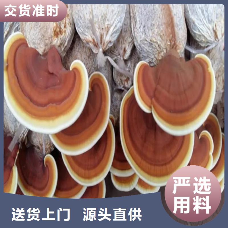 乐东县灵芝菌种什么价格