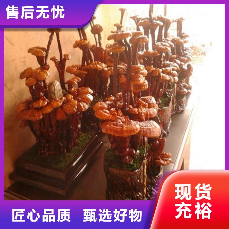 灵芝粉是什么味道